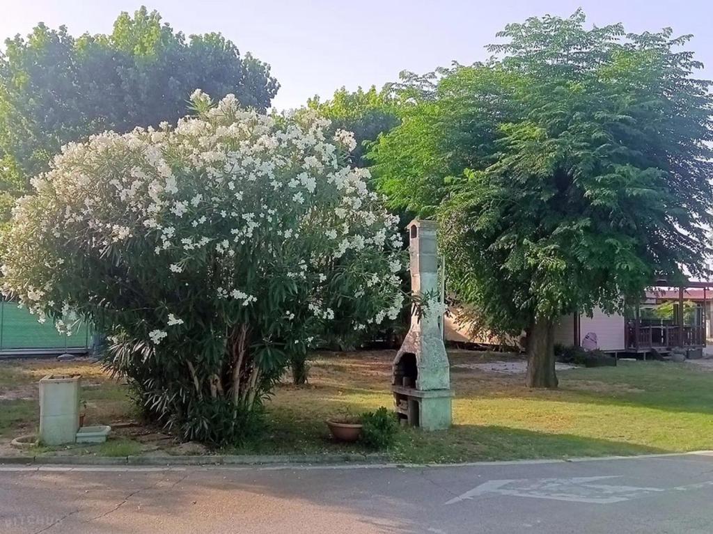 a tree with white flowers on the side of a street at L'Oasi di Lulu' in Senigallia