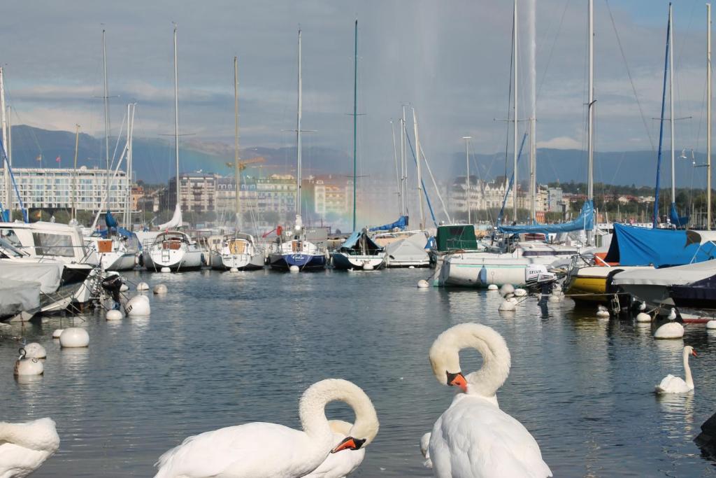 The Ambassador - Resim 43