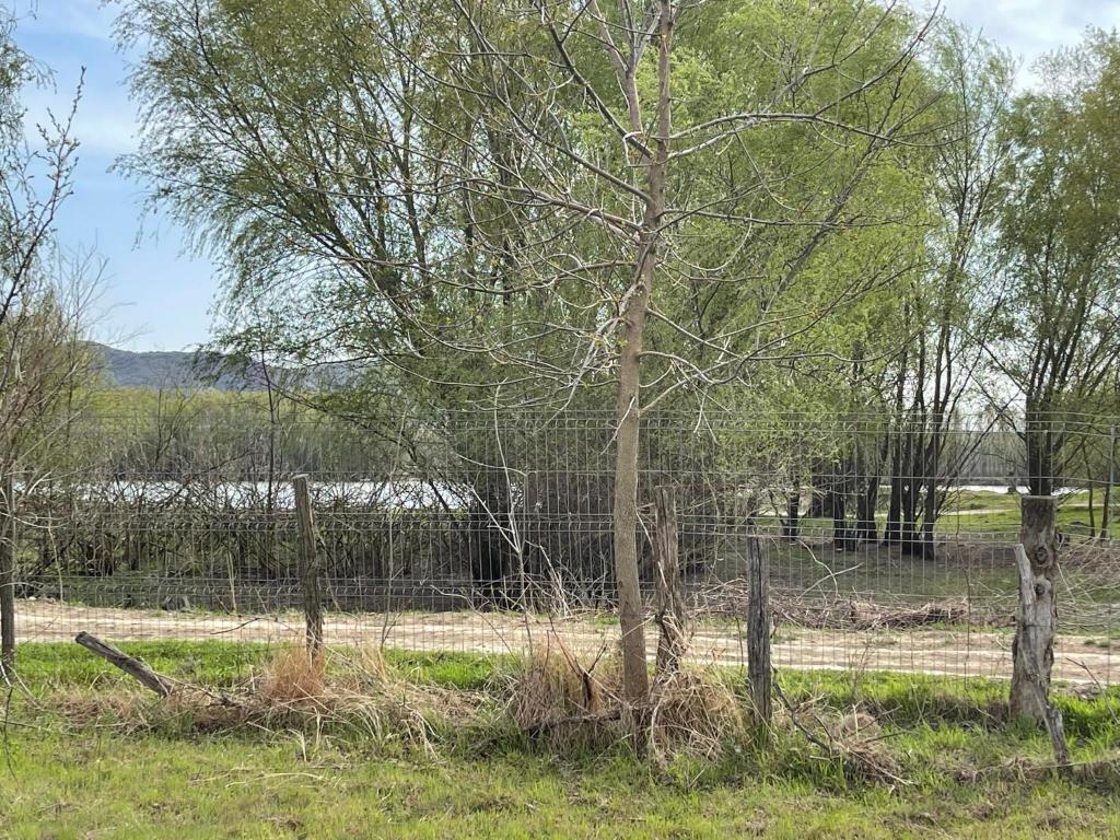 un arbre dans un champ à côté d'une clôture dans l'établissement Casa David, à Tulcea