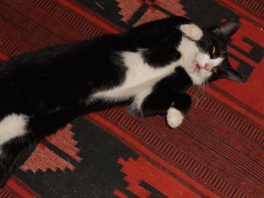 a black and white cat laying on a rug at Landhotel Lützen-Stadt in Lützen