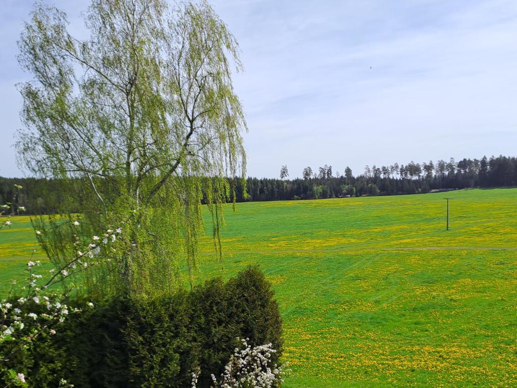 a tree in the middle of a green field at Ferienwohnung Anna in Schramberg