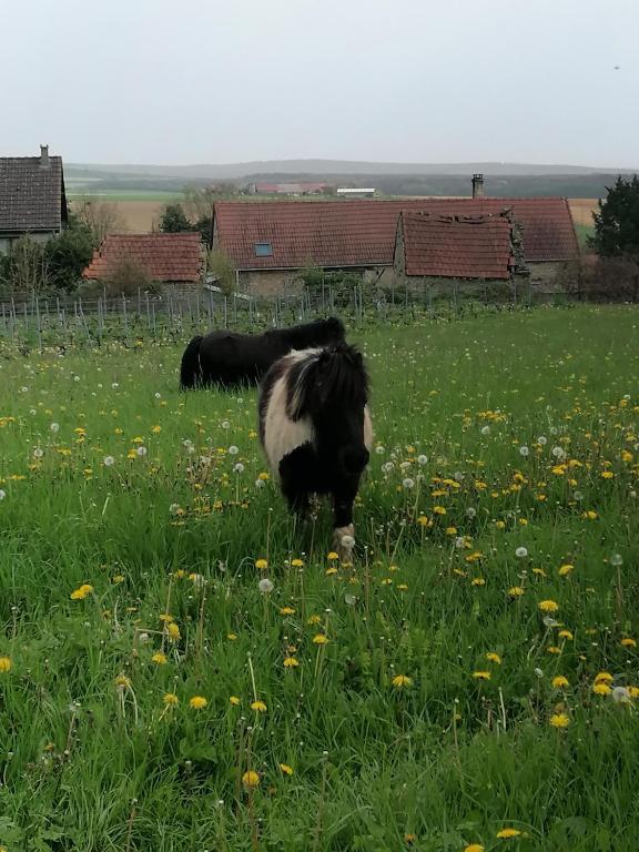Domáce zviera alebo zvieratá hostí v ubytovaní LA Vinee Gîte max 8 pers, maison familiale