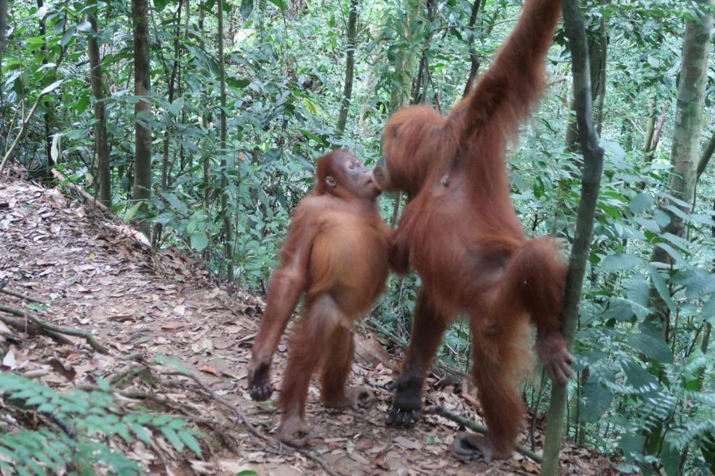 dos chimpancés jugando entre ellos en un bosque en Brown Bamboo Bukit Lawang en Bukit Lawang