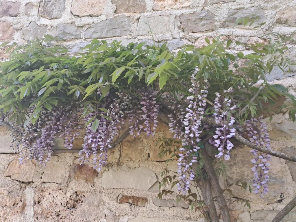 a plant with purple flowers on a stone wall at Les Glycines in Salles-la-Source