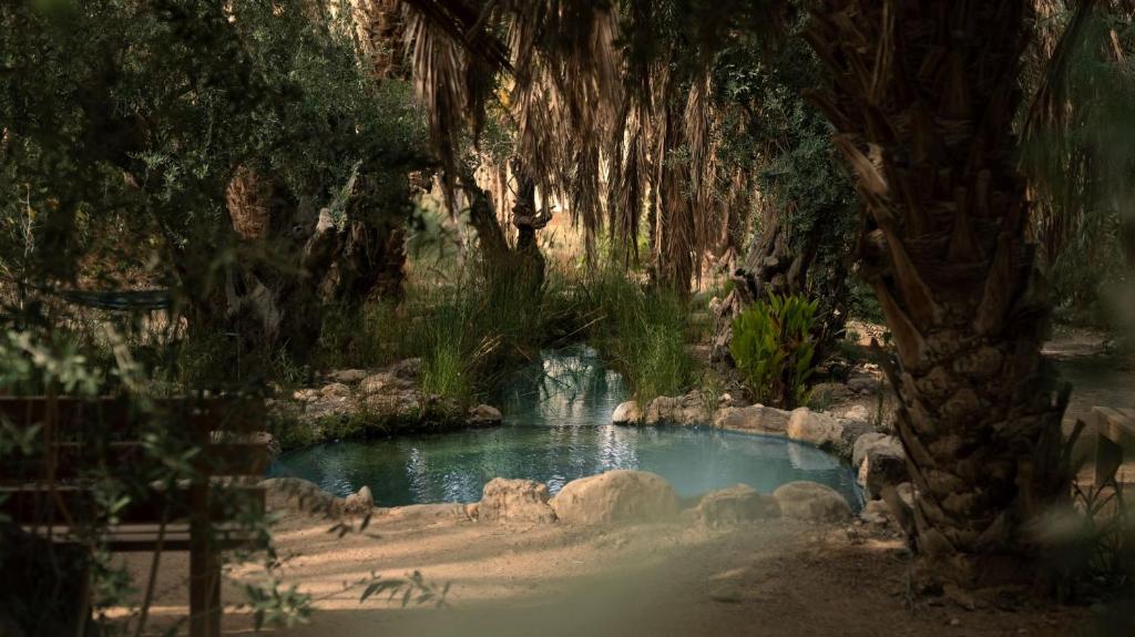 una piccola piscina d'acqua in un bosco con un albero di Moa Living a Ẕofar