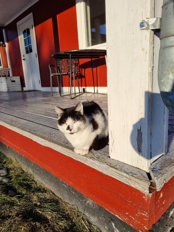 un chat noir et blanc assis sur une terrasse couverte dans l'établissement Gårdshus med lantligt läge, à Piteå