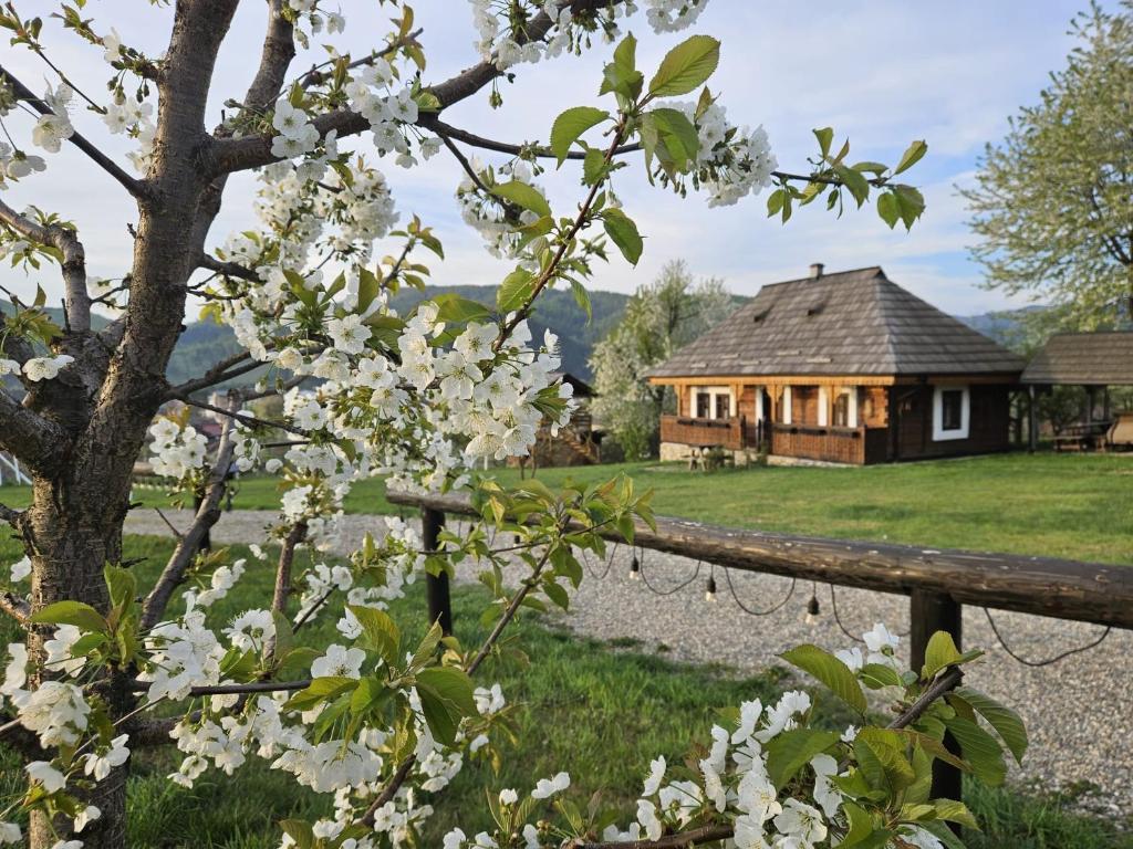 a house in the background with a tree with white flowers at Pension La Roata in Gura Humorului