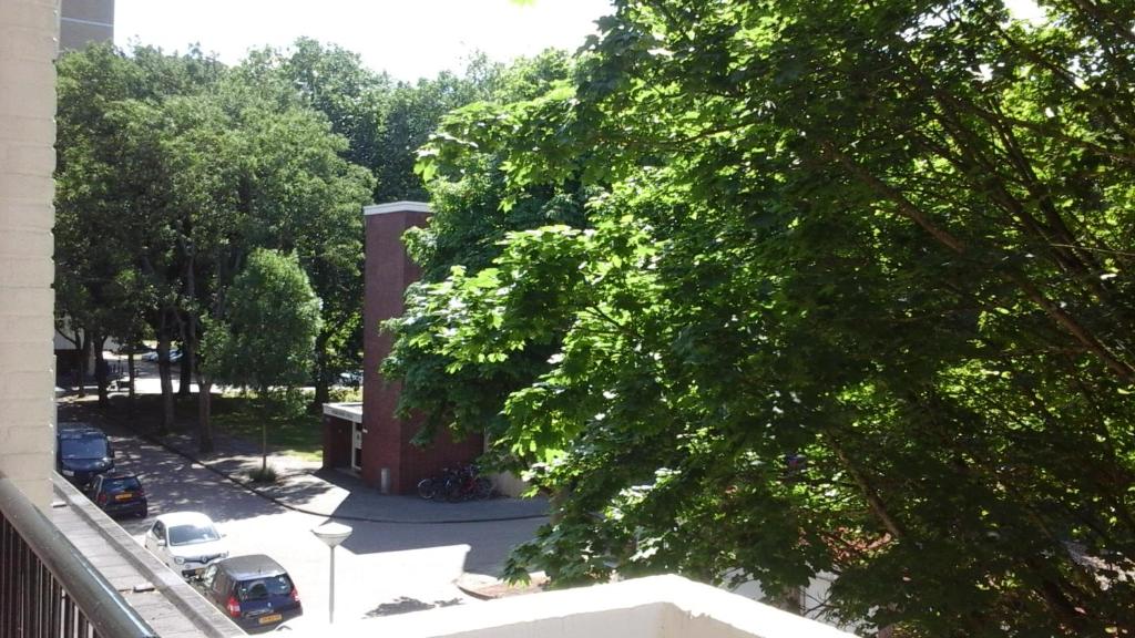 a large green tree in front of a building at Studio 99 in Amsterdam