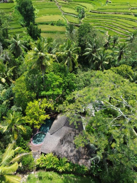 an aerial view of a field with palm trees at Permata Ayung Private Estate in Ubud