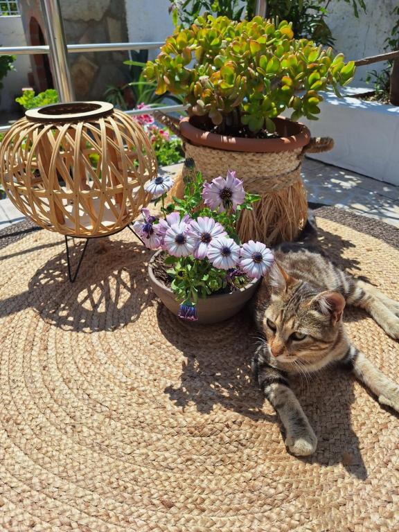a cat laying on the ground next to potted plants at Vithos in Agnontas