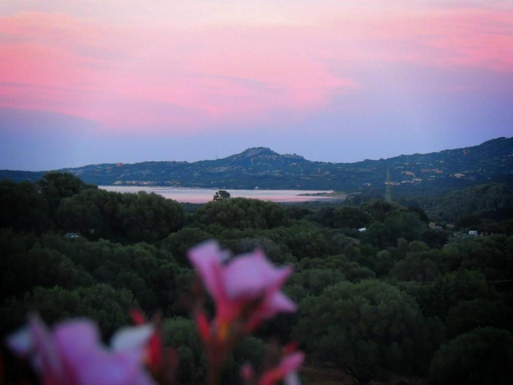 a pink flower in front of a view of a lake at Agriturismo Sa Mendhula in Cugnana