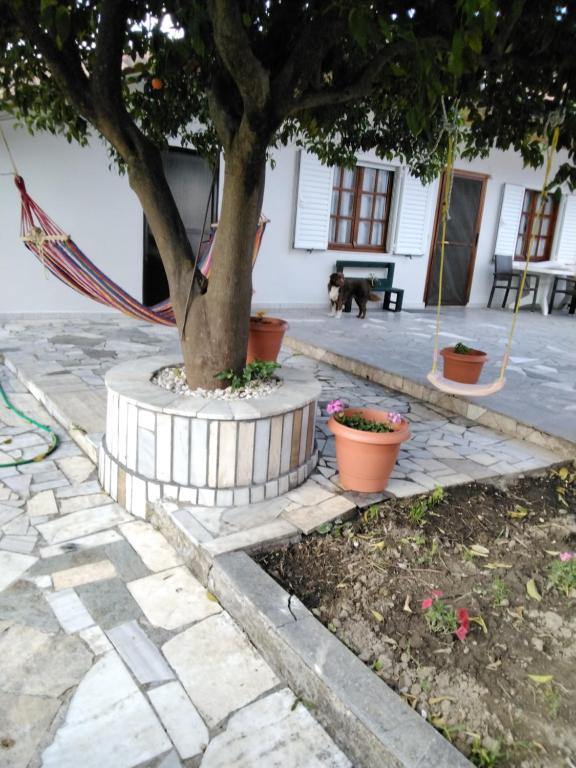 a tree with a hammock and a dog in a courtyard at Lambrinis house in Kanallákion