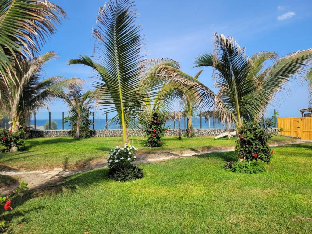 a group of palm trees in a field with the ocean at Casa los Vientos de Vichayito in Los Órganos