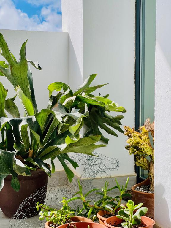 A garden outside CASA MIRABEL