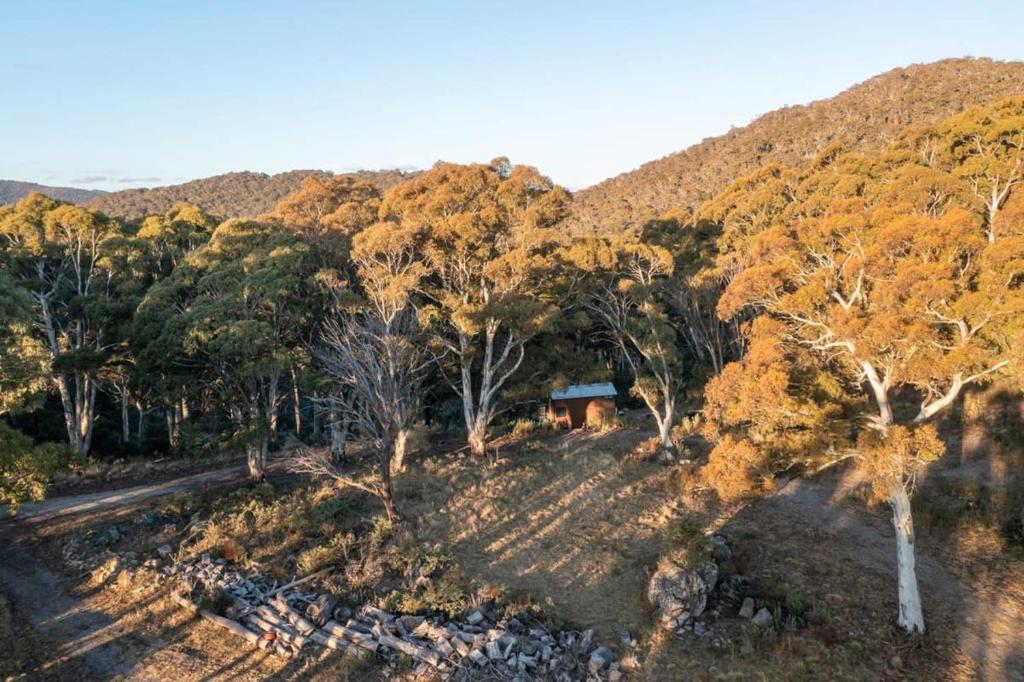 an aerial view of a forest with trees and a house at Wombat Cottage in Crackenback