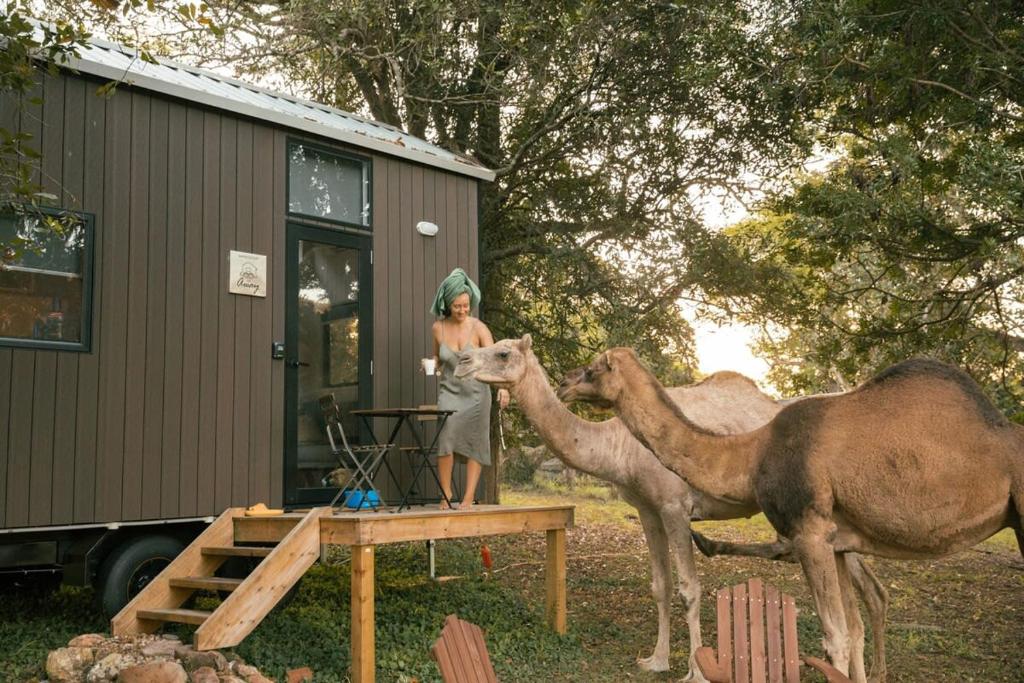 uma mulher acariciando um camelo ao lado de um trailer em Fig Tree Cottage em Darlington