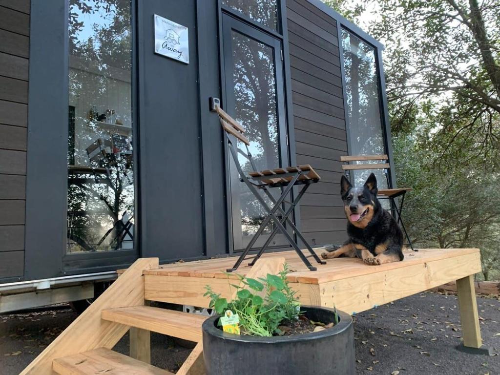a dog sitting on a bench in front of a house at Tiny House Elevation 156 in Amamoor