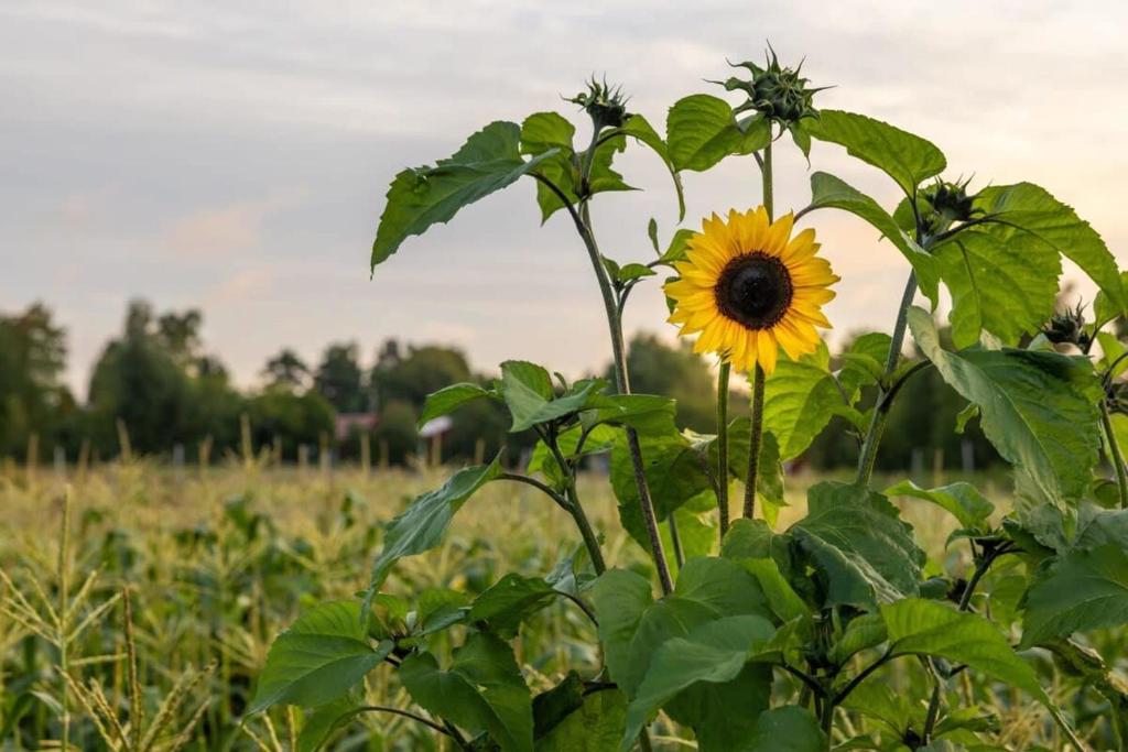 Fotografie z fotogalerie ubytování Ammebergs Blommor by Tiny Away v destinaci Åmmeberg
