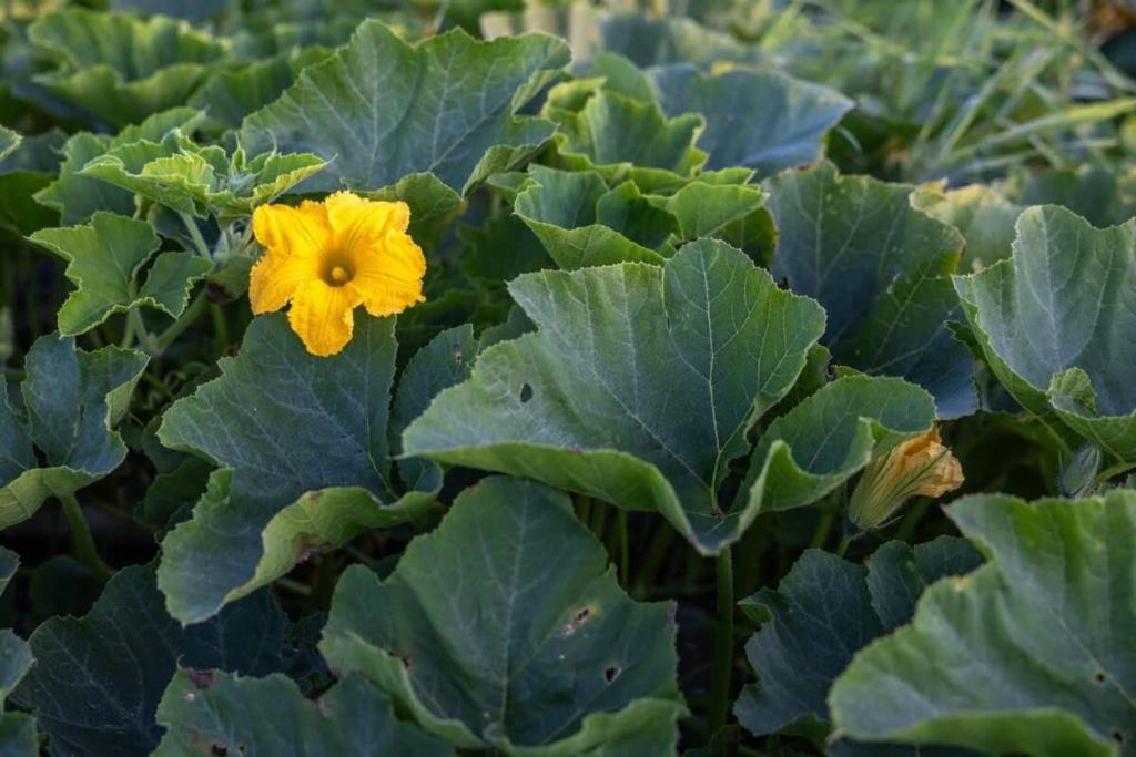 Fotografie z fotogalerie ubytování Ammebergs Blommor by Tiny Away v destinaci Åmmeberg