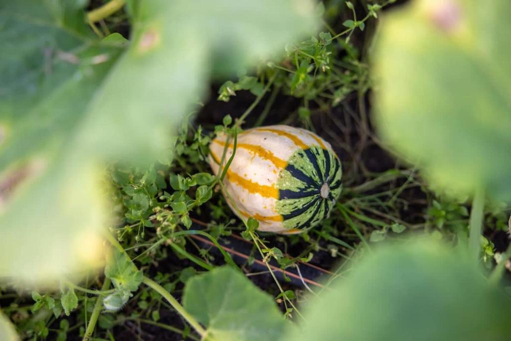 Fotografie z fotogalerie ubytování Ammebergs Blommor by Tiny Away v destinaci Åmmeberg