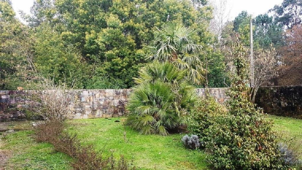un mur en pierre avec un palmier dans une cour dans l'établissement Ferienhaus für 9 Personen und 1 Kind in Lapido, Galicien Binnenland von Galicien, à Ortoño