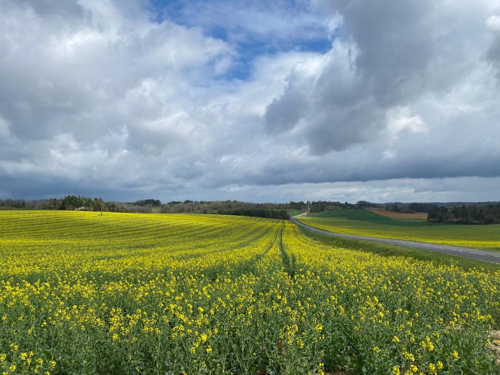 a field of yellow flowers next to a road at Le Moulin du Clapier La Banette in Sorges