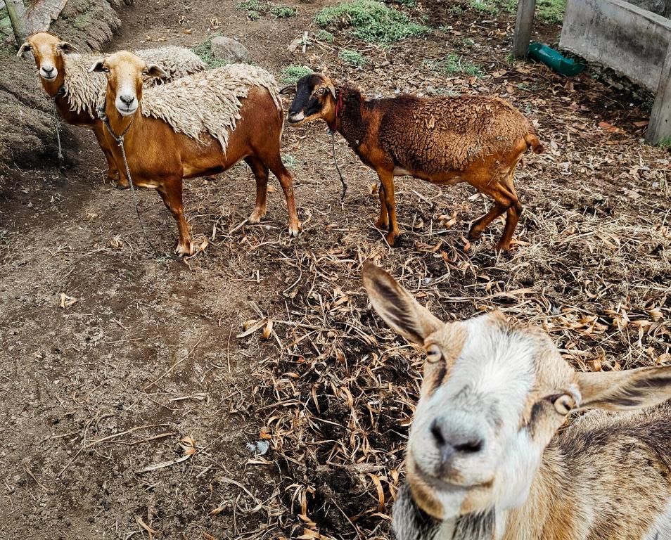 Altri animali domestici presso l'affittacamere o nei dintorni
