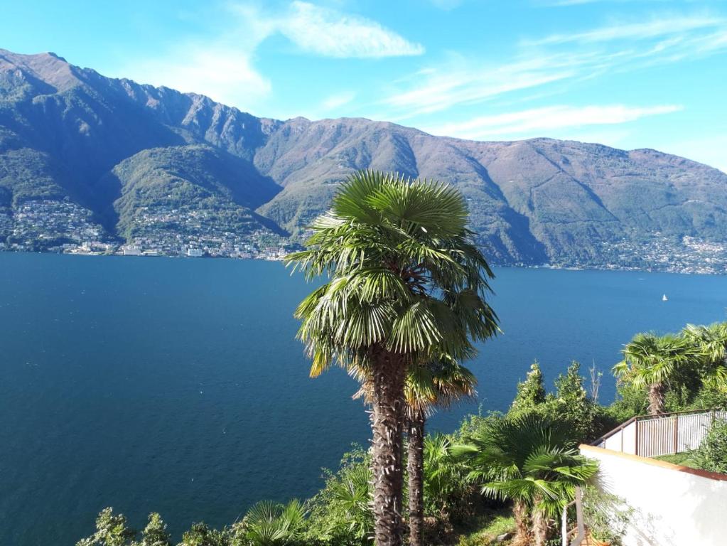 a palm tree in front of a body of water at Casa Roccia in Pino Lago Maggiore