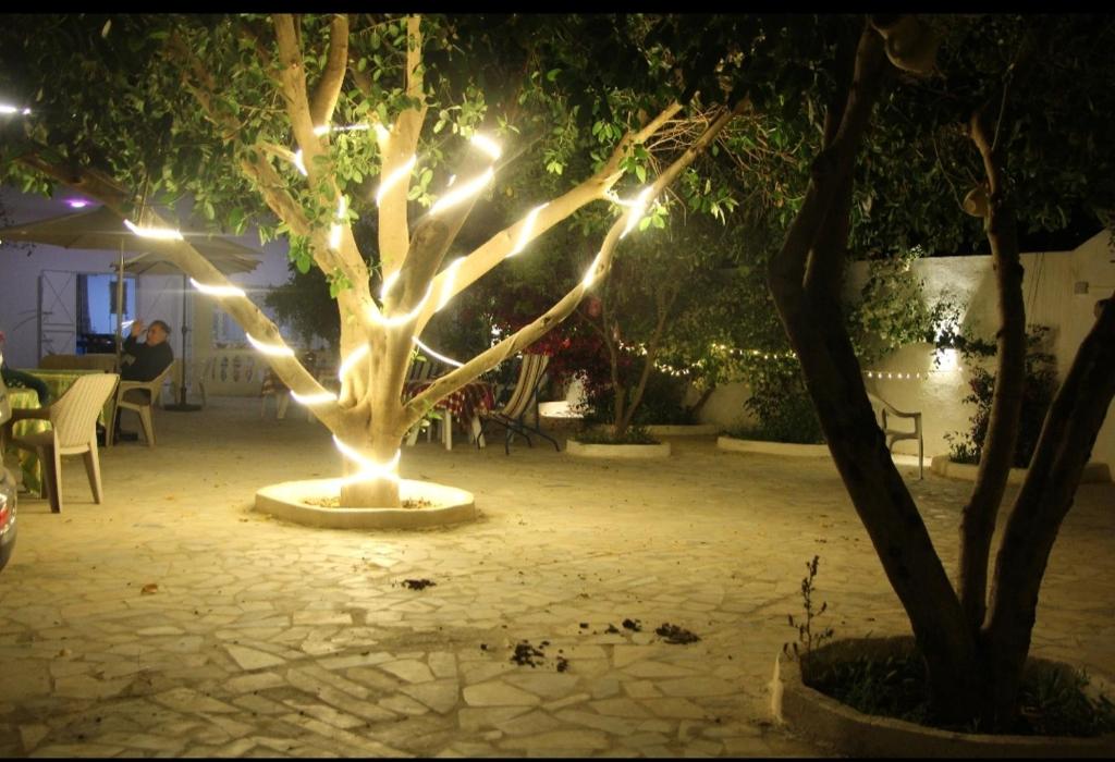 a lighted tree in a courtyard at night at Henchir ejdoud in Kairouan