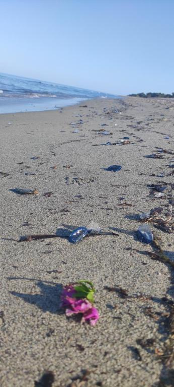 Naturlandskabet i nærheden af feriehuset