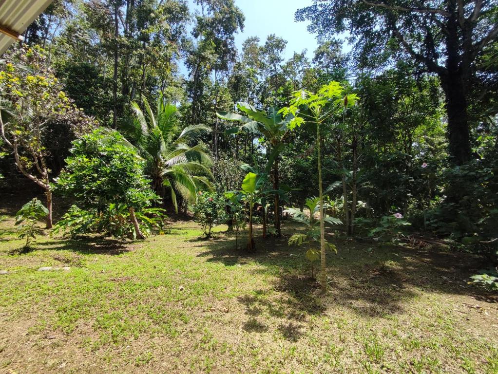 een tuin met bomen en planten in het gras bij Jungle house in Cocles