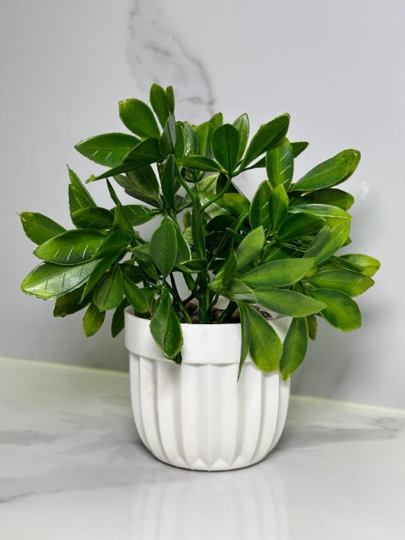 a green plant in a white pot on a table at PORT INN Hotel in Astana