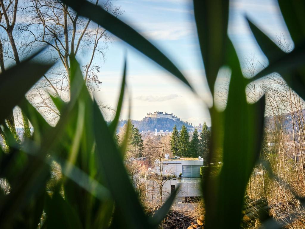 - une vue sur le château depuis quelques plantes dans l'établissement Alpenpanorama Karl und Johanna, à Elsbethen