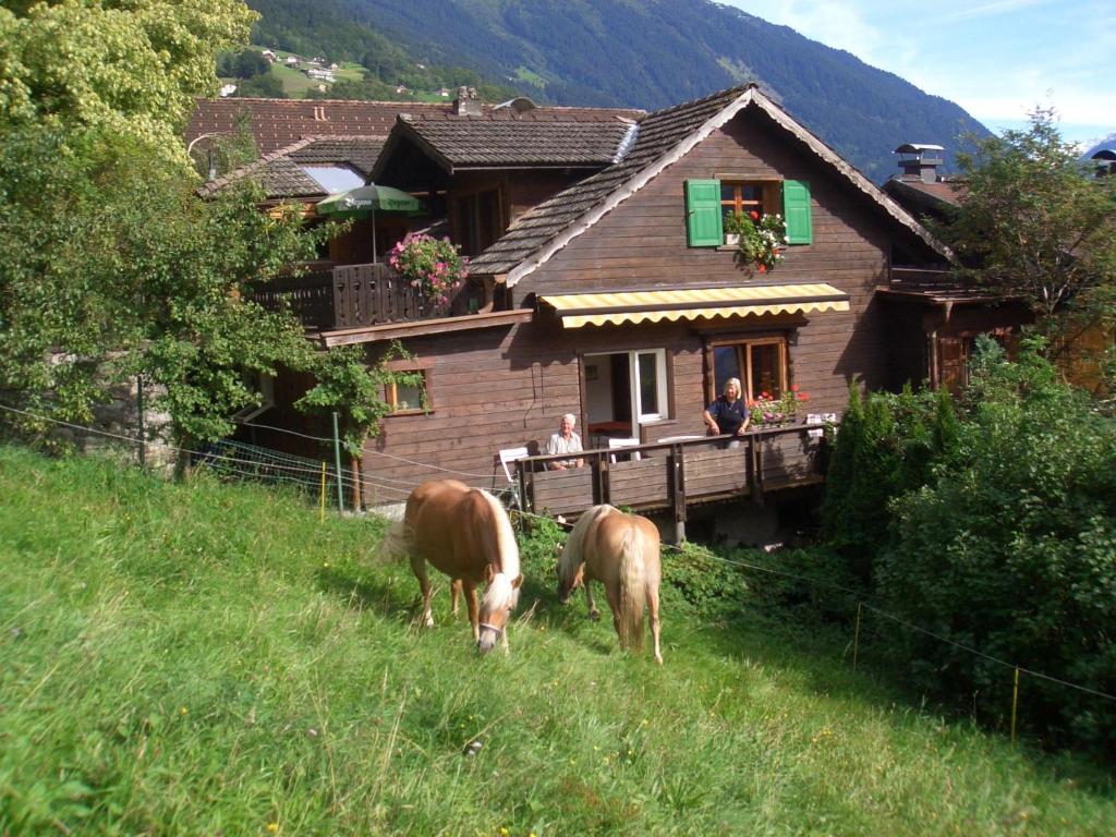 Zvířata v bed and breakfast nebo okolí