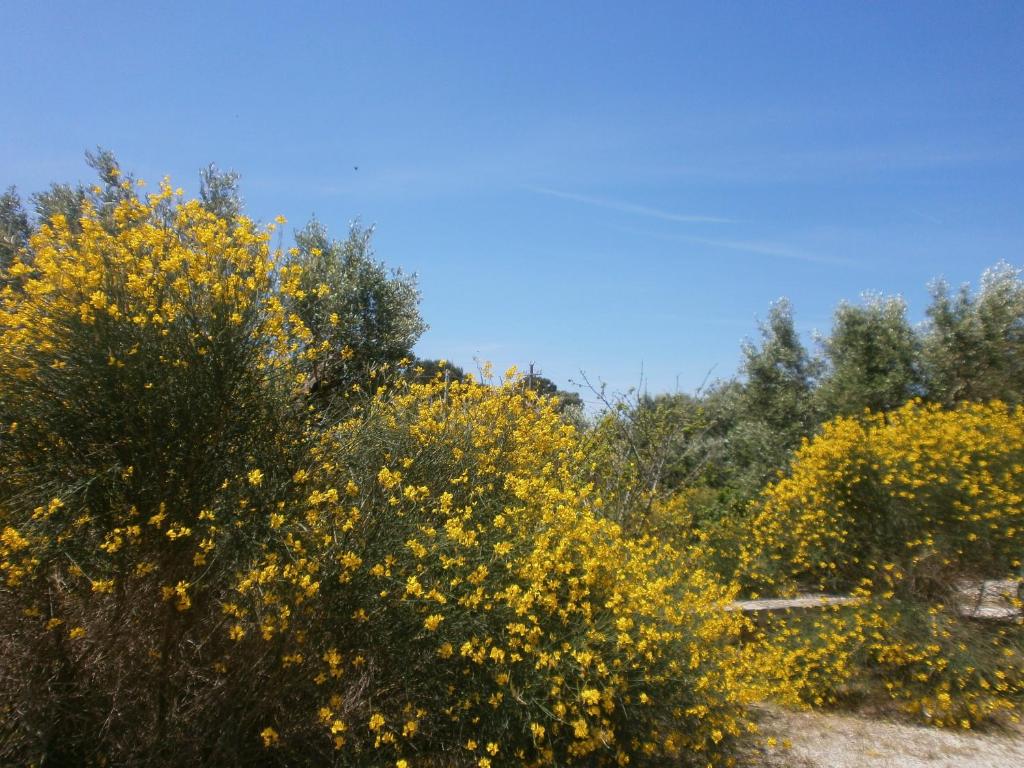 Zdjęcie z galerii obiektu Trullo Villa Giuliana con giardino Posizione panoramica Free wifi w mieście Ostuni