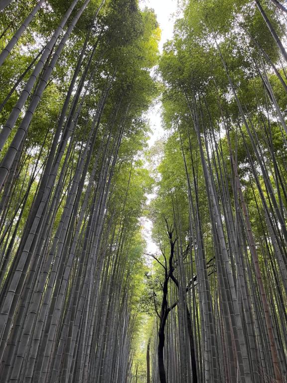 una fila de árboles altos en un bosque de bambú en 天龍の宿 New Open一棟貸切Private Villa Arashiyama Tenryu-ji Temple徒歩2分, en Shimo-saga
