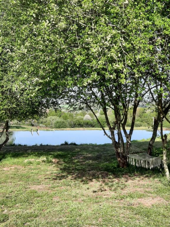 een boom in het gras naast een meer bij Chez Marc in Lubersac