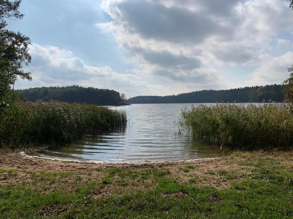 a view of a lake with grass and trees at Cichy zakątek in Zbiczno