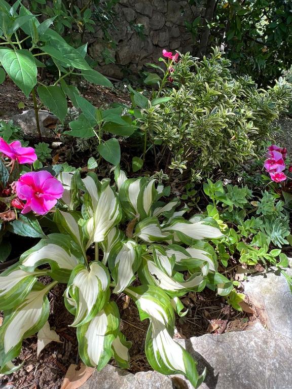 a garden with pink flowers and green plants at Apartment Irena in Jadranovo