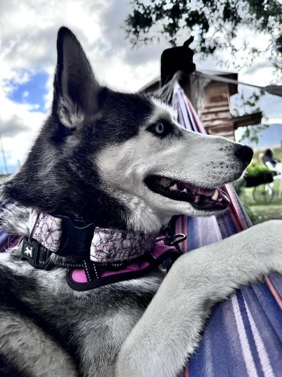 Ospiti di Eco-cabaña piemonte con animali domestici