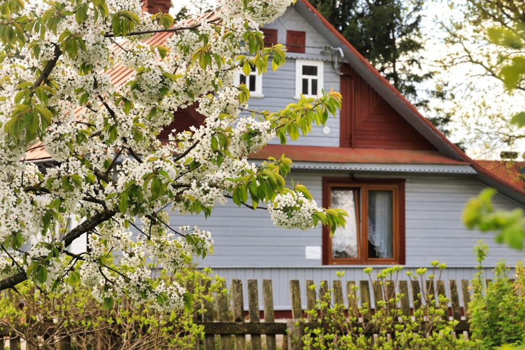 una casa con un árbol floreciente delante de ella en Dom na wsi u Kasi Hajnówka NA WYŁĄCZNOŚĆ 