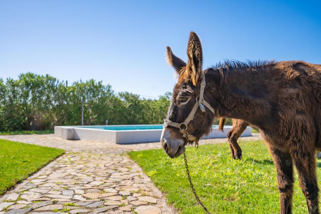 un âne attaché à une corde près d'une piscine dans l'établissement Burro Ville by Host Wise, à Portimão