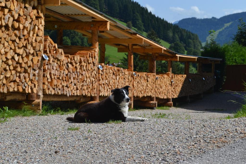 Domáce zviera alebo zvieratá hostí v ubytovaní Ferienwohnung Pusteblume