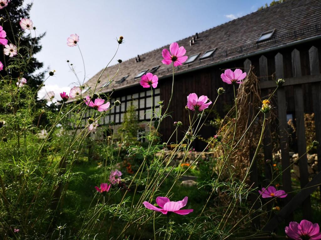 un campo de flores rosas frente a un edificio en Sezonowa. Noclegi i chleb, en Kłopotnica