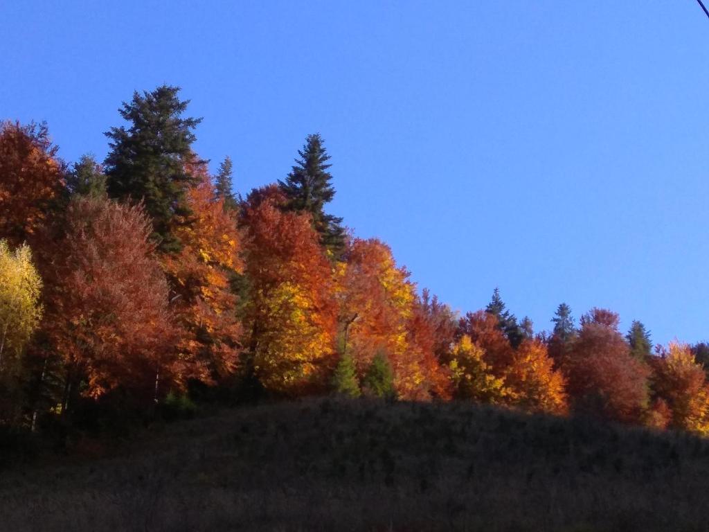 a group of colorful trees on a hill at Ubytovanie Poráč in Poráč