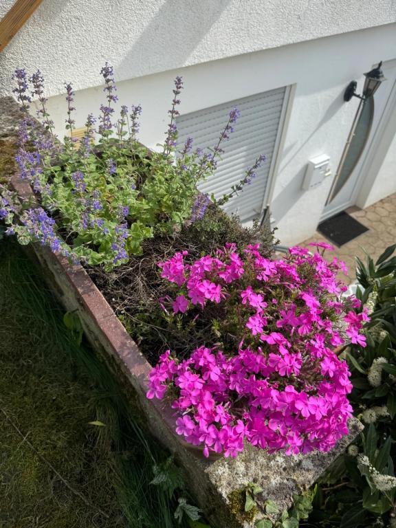 Zahrada ubytování Ferienwohnung Löwenzahn