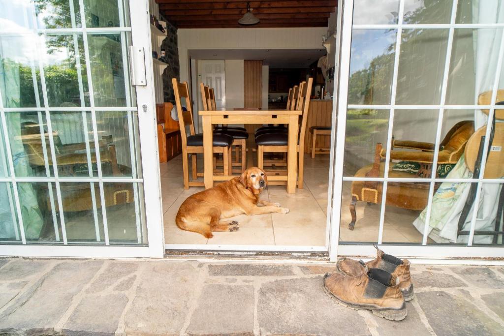 Domácí mazlíčci ubytovaní s hosty v ubytování Willsgrove House
