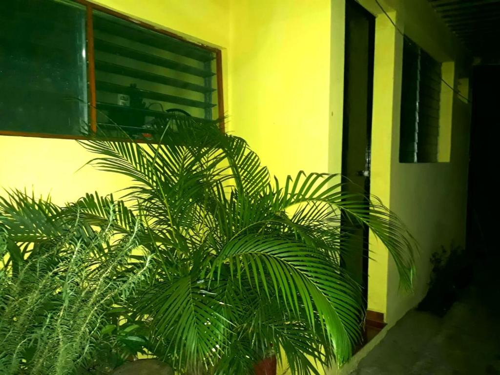 una planta verde delante de un edificio en SHALOM HOME, en Santa Ana