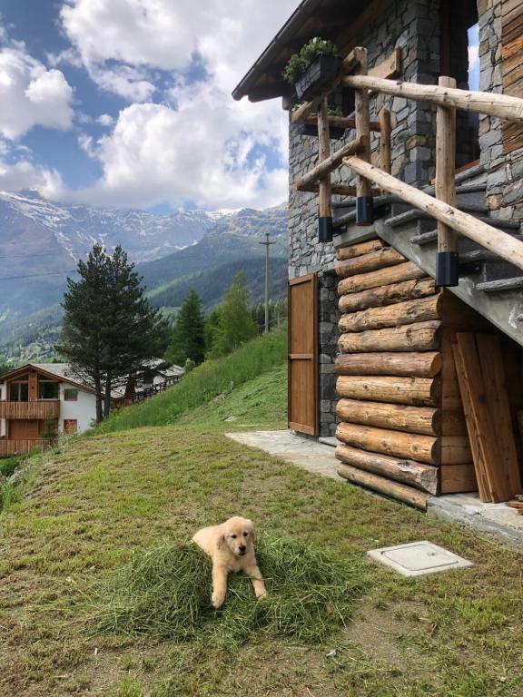 a dog standing in the grass next to a building at Baita Chalet La Masun in Chiesa in Valmalenco