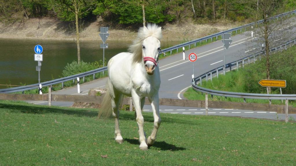 Zvířata v apartmánu nebo okolí